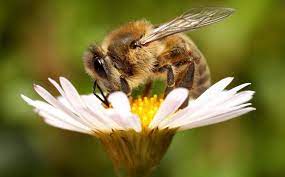 Check spelling or type a new query. Fao Knowledge On Twitter Dyk It Takes 4 Million Flower Visits From Honeybees To Produce A Kg Of Honey Https T Co Magsssd8hw Bees