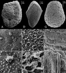 Image result for Elytraria acaulis