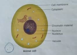 Animal cells have a single highly complex and prominent golgi apparatus. Draw A Neat Diagram Of Animal Cell And Label Any Three Parts Which Differentiate It From Plant Cell Brainly In