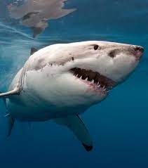 15 Choses Insolites Que Vous Ne Savez Pas Sur Les Requins Requin Photos De Requin Animaux Aquatiques