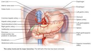 This portion of the small intestine received its name due to its size; Duodenum Anatomy Parts Location Duodenum Function Problems