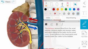 There is a list of really best anatomy apps that will make anatomy science looks simple. Top 30 Free And Essential Anatomy And Radio Anatomy Android Apps For Medical Students And Doctors