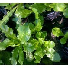 Image result for Alepidea