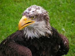 Maybe you would like to learn more about one of these? Halaman 4 Gratis Elang Botak Amerika Foto Piqsels