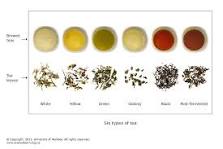 Zealong: a unique New Zealand tea — Science Learning Hub