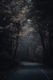 Point Defiance Park Tacoma Washington Photo Print Fall Photos Washington Photography Pacific Northwest Forest Print Wall Photo Nature Photography Dark Photography Scenery