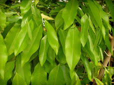 The leaves of the agarwood are just as valuable. Agarwood Incense Aromatherapy Scented Mountain Cultivated Agarwood Aloeswood Incense