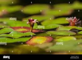 Image result for Brasenia