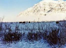 Tundra iklimi, kutupaltı iklim olarak da bilinmektedir. Bioma Tundra Pengertian Proses Ciri Ciri Jenis Iklim Fauna Flaura
