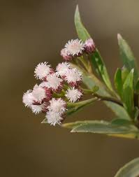 Image result for Asterochaete