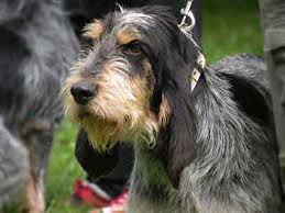 The basset bleu de gascogne is not recognized by the american kennel club or the canadian. Griffon Bleu De Gascogne Price Temperament Life Span