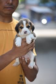 How much is an english bulldog puppy? Beagle Puppy Price In India 2020