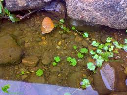 Image result for Hydrocotyle sibthorpioides
