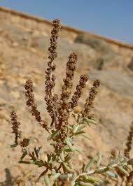 Image result for Suaeda vermiculata