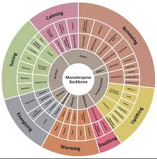 Myoils Oil Wellness Wheel Emotions Essential Oils