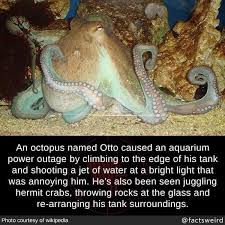 Otto The Octopus Guy With An Attitude I Look Forward To No Animals Being In Any Kind Of Captivity Cute Funny Animals Funny Animals Funny