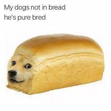 Bread Dog Memes