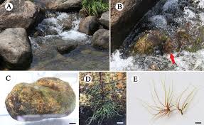 Image result for Inversodicraea