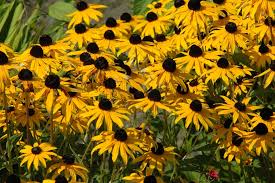 Maybe you would like to learn more about one of these? Maine Portland Flowers Free Photo On Pixabay