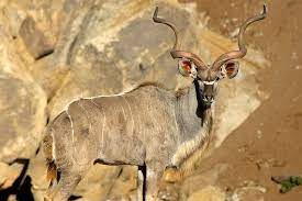 We did not find results for: Spiral Horned Antelope San Diego Zoo Animals Plants