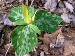 Attractive flowers attracts pollinators colorful defines paths wildlife food source dimensions: 23 Tennessee Native Plants Ideas Native Plants Plants Tennessee