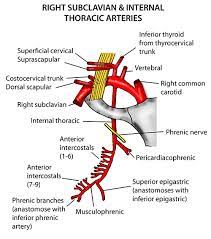 Runs downwards and lateral to sternum. 37 Arteries Anatomy Ideas Arteries Anatomy Anatomy Medical Anatomy