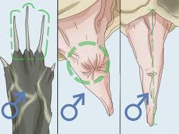 How To Tell If A Turtle Is Male Or Female 8 Steps With Pictures