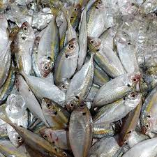 We did not find results for: Ikan Plata