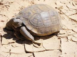 Desert Tortoise Wikipedia