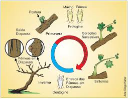 Image result for Calepitrimerus vitis