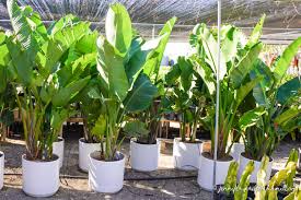 Image result for Strelitzia