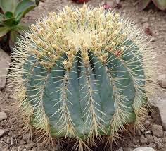 These cacti will easily grow from seeds and some from cuttings. Blue Barrel Cactus 10 Seeds Rareplant