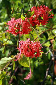 Common names include japanese lantern, frilled hibiscus and coral. Hibiscus Schizopetalus Wisconsin Horticulture