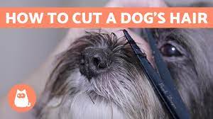 How To Cut A Dog S Hair Basic Grooming Tutorial Youtube