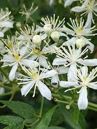 Image result for Clematis commutata