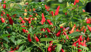 Sebelumnya sudah membahas mengenai cara menanam cabe di kebun. Cara Menanam Cabe Rawit Dengan Tepat Dan Mudah