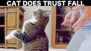 6 Viral Trust Fall Videos Memes Gifs From 2021 And Beyond Viral Viral Videos