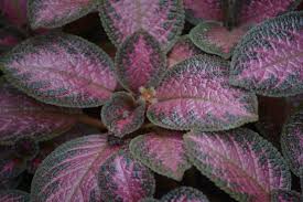 We did not find results for: Tanaman Hias Berdaun Indah Daun Beludru Flame Violet Silver Skies Episcia Cupreata Planter And Forester