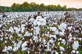 The Cotton Gin: Eli Whitney and the ...