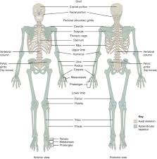Most injuries to the chest wall and rib cage are treated the same way. Introduction To The Appendicular Skeleton Anatomy And Physiology