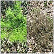 Did You Know Vinegar Can Replace Roundup
