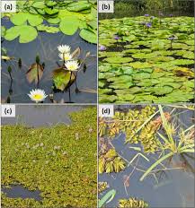 Image result for Nymphoides brevipedicellata