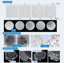 They are one of five types of bones: Magnetic Labeling Imaging And Manipulation Of Endothelial Progenitor Cells Using Iron Oxide Nanoparticles Future Medicinal Chemistry