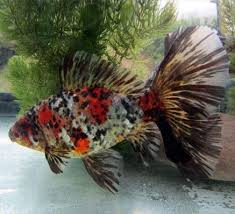 Bristol Shubunkin Goldfish Goldfish Shubunkin Goldfish Pet Fish