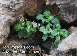 Image result for Exacum