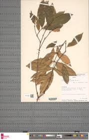 Image result for Aneulophus africanus