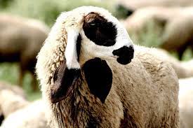 Eid adha dates and calendar this year, eid adha is expected to be celebrated on tuesday, 20 july 2021. When Is Eid Ul Adha 2021 In Pakistan