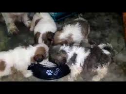 Pic hide this posting restore restore this posting. Shih Tzu Puppies For Sale Near Me Craigslist 06 2021