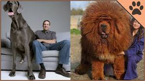 We did not find results for: Top 10 Heaviest Dog Breeds Youtube