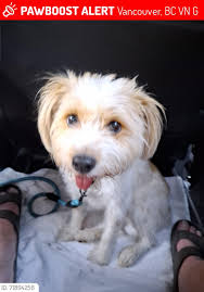 Loose St. Bernard Dog in Oyama Lake Area